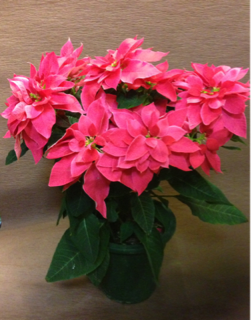 image-20131205212900.png